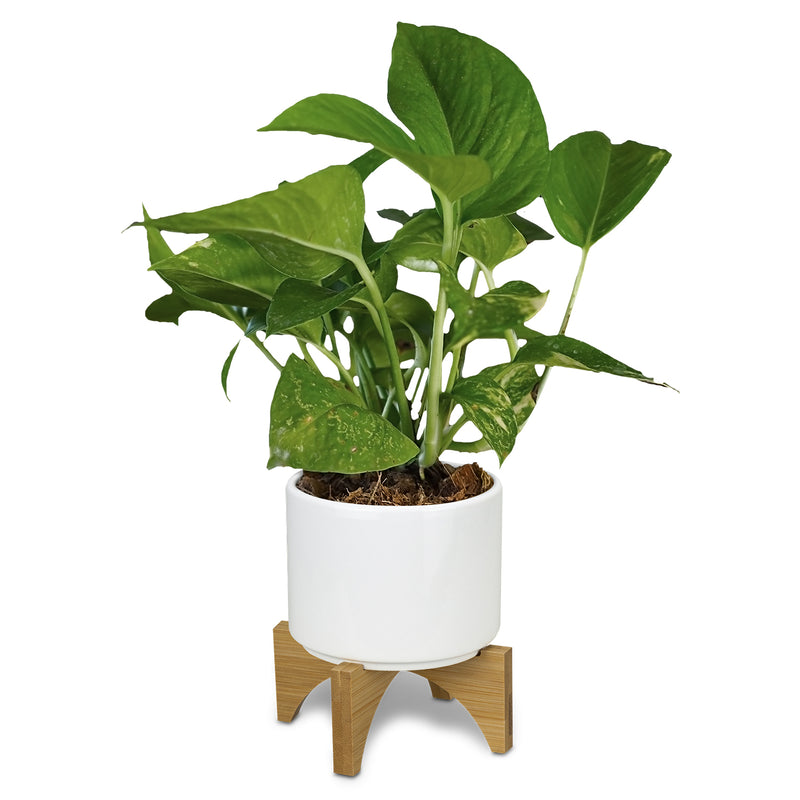Trends 120901 Planter with Bamboo Base – Detail
