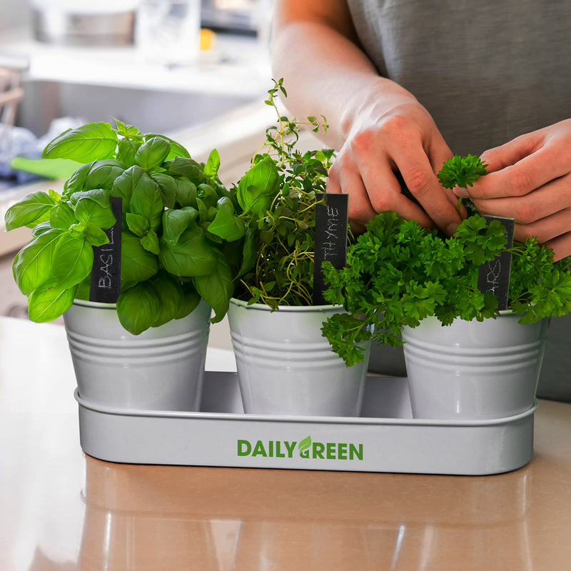 Trends 126961 Keepsake Herb Planter – Feature
